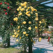 Rose 'Goldstern': Bild 4/4