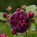 - Historische Strauchrose