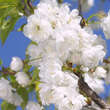 Prunus avium 'Plena': Bild 1/4