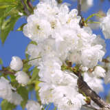 Gefülltblühende Vogelkirsche - Prunus avium 'Plena'