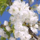 Prunus avium 'Plena' - Gefülltblühende Vogelkirsche
