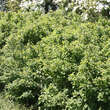 Lonicera xylosteum 'Compacta': Bild 3/4