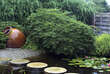Acer palmatum 'Filigree': Bild 7/7