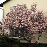 Magnolia soulangeana - Tulpenmagnolie
