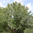 Davidia involucrata: Bild 10/11