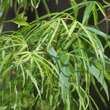 Acer palmatum 'Koto-no-ito': Bild 2/6