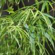Acer palmatum 'Koto-no-ito': Bild 3/10
