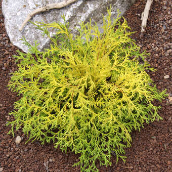 Chamaecyparis obtusa 'Kamarachiba'