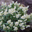 Pieris japonica 'Debutante': Bild 1/4