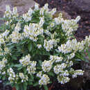 Pieris japonica 'Debutante' - Zwerg-Lavendelheide