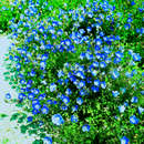 Campanula carpatica 'Blaue Clips' - Karpaten-Glockenblume