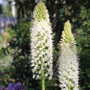 Eremurus robustus - Steppenkerze