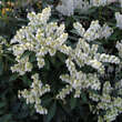 Pieris japonica 'Debutante': Bild 3/4