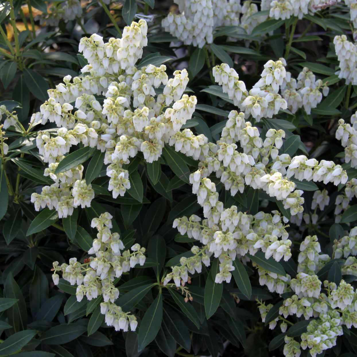 zwerg-lavendelheide-pieris-japonica-debutante-wei