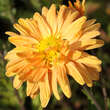 Chrysanthemum indicum 'Kleiner Bernstein': Bild 5/6