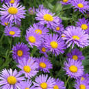 Aster alpinus 'Dunkle Schöne' - Alpenaster