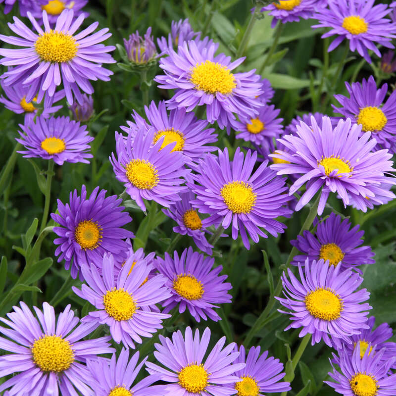 Alpenaster Aster Alpinus Schnste Stauden Expertenwissen Alpenaster Aster Alpinus Schnste Stauden Expertenwissen