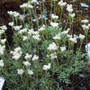 Antennaria dioica - Katzenpfötchen