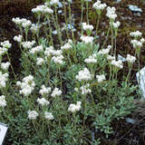 Antennaria dioica - Katzenpfötchen