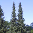 Picea omorika: Bild 3/3