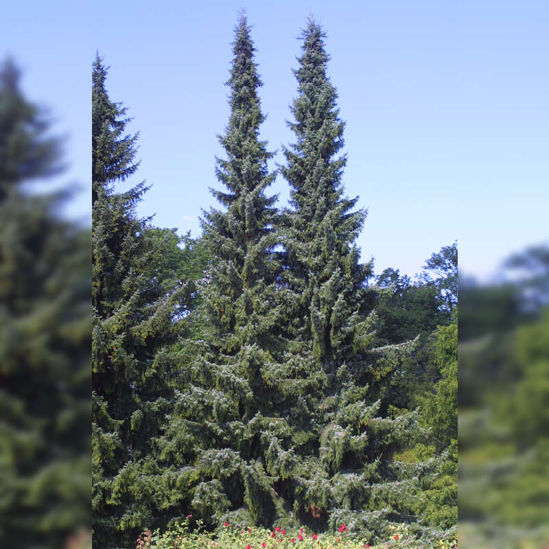 Serbische Fichte Picea omorika