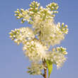 Prunus maackii 'Amber Beauty': Bild 1/7
