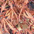 Acer palmatum 'Earthfire': Bild 3/3