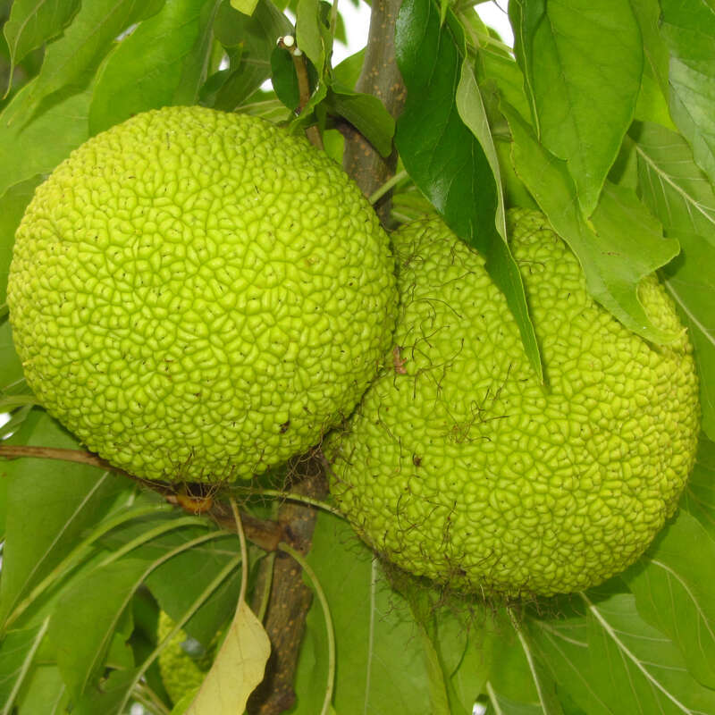 Osagedorn Maclura pomifera