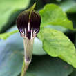 Arisaema triphyllum: Bild 1/2