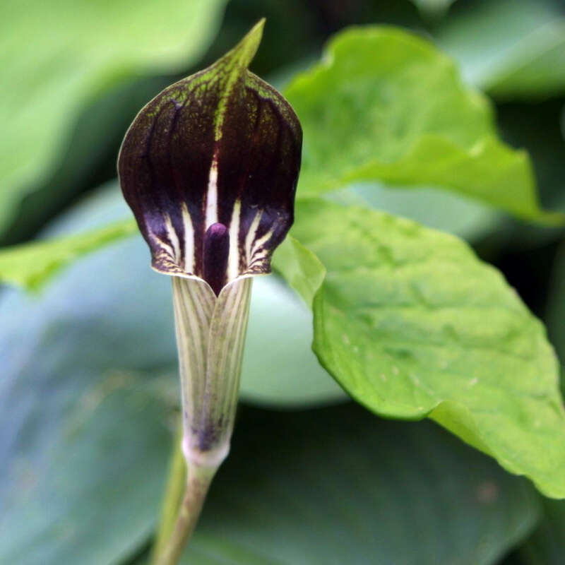 Dreiblatt-Feuerkolben - Arisaema triphyllum - rot