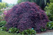 Acer palmatum 'Inaba-shidare': Bild 4/4