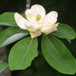 Magnolia virginiana: Bild 1/4