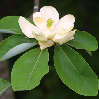 Magnolia virginiana