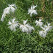 Dianthus arenarius: Bild 3/6