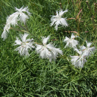 6 Pflanzen im 5/6 cm Topf Sand-Nelke Dianthus arenarius 