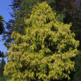 Gold-Fadenzypresse - Chamaecyparis pisifera 'Filifera Aurea Nana'