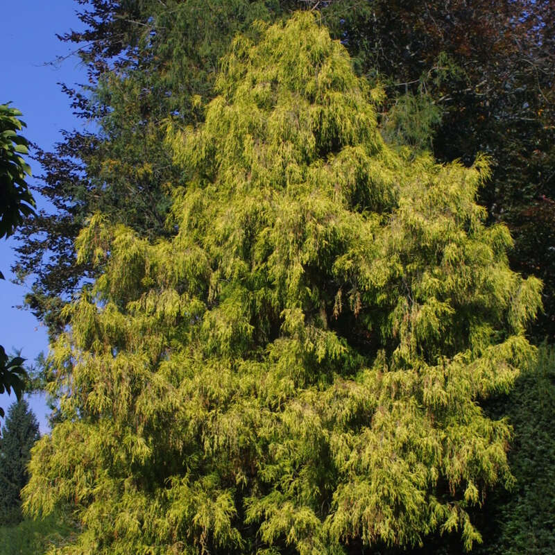 Gold Fadenzypresse Chamaecyparis Pisifera Filifera Aurea Nana