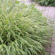 Hakonechloa macra 'Albostriata': Bild 4/7