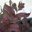 Diervilla sessilifolia 'Dise': Bild 3/4