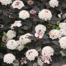 Physocarpus opulifolius 'Diabolo' - Rotblättrige Blasenspiere