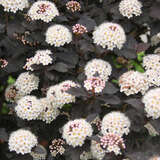 Physocarpus opulifolius 'Diabolo' - Rotblättrige Blasenspiere