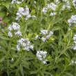 Amsonia tabernaemontana: Bild 2/4