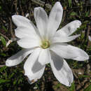 Magnolia stellata 'Waterlily' - Weiße Sternmagnolie