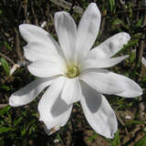 Magnolia stellata 'Waterlily' - Weiße Sternmagnolie