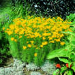 Coreopsis verticillata: Bild 1/2