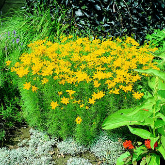 Coreopsis verticillata