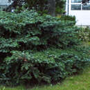 Abies amabilis 'Spreading Star' - Zwerg-Purpurtanne