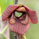 Asimina triloba - Pawpaw, Indianerbanane