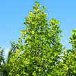 Liriodendron tul. 'Aureomarginatum': Bild 5/5