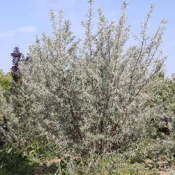 Elaeagnus angustifol. 'Greyhound'